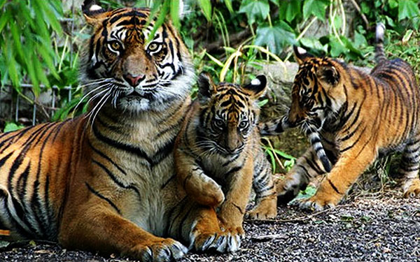 Royal Tigers, Sawai Madhopur